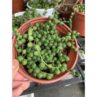 Sen đá Giọt Nước (Mắt Nai)