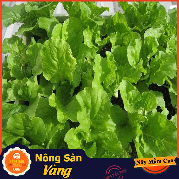 Hạt giống Cải Bẹ Dún ( Gói 20 Gram ) - Nông Sản Vàng