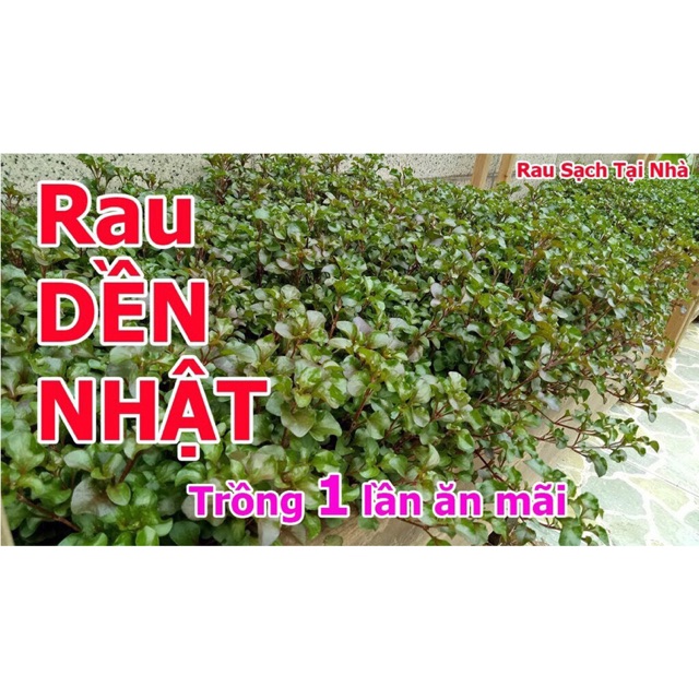 Xà lách xoong Nhật Bản