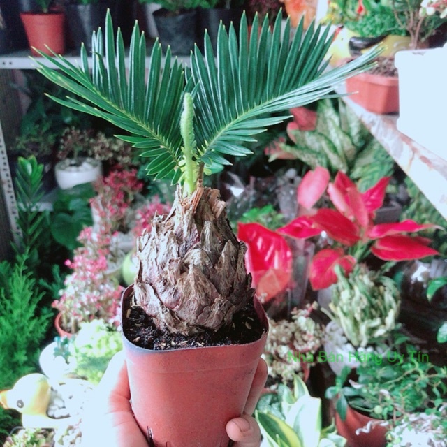 Cây Thiên Tuế Mini