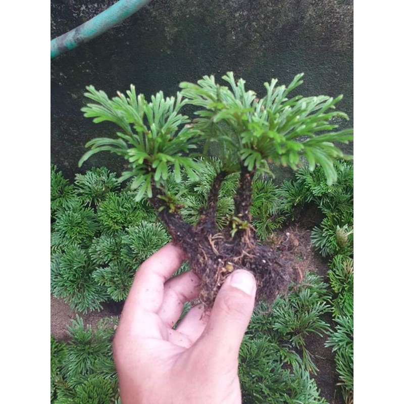 Cây Trường Sinh Thảo kiểng bonsai dáng đẹp