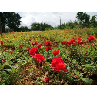 3 cành hoa sam kép xù đỏ