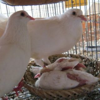 Trứng bồ câu giả