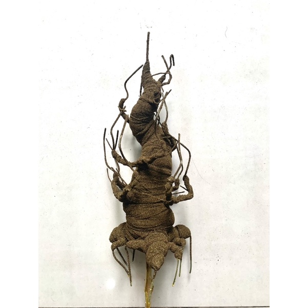 Gốc cây làm hoa mai, hoa đào