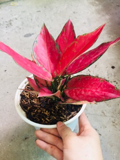 HỒNG PHÁT LỘC
