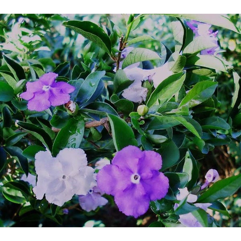 Hoa nhài nhật/ hoa lài nhật/hoa nhài / hoa lài chuyển màu, mùi thơm rất dễ chịu phù hợp trang trí sân vườn, ban công