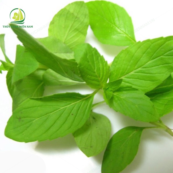 Hạt Giống Rau Thơm Sả  RADO 189  | Giống Khoẻ, Tỉ Lệ Nảy Mầm Đến 90%, Có Hỗ Trợ Trồng Rau Tại Nhà