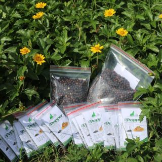 Tiêu hạt nguyên chất.