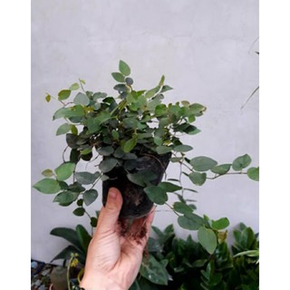 VẢY ỐC BÁM TƯỜNG
