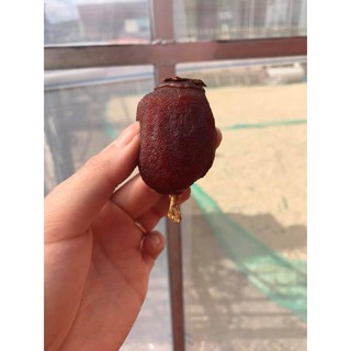Hồng treo gió