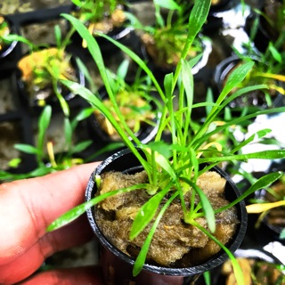 Cây thuỷ sinh - Tiêu thảo Parva mini