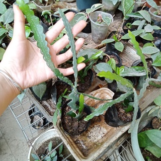 Cây giống quỳnh xương cá