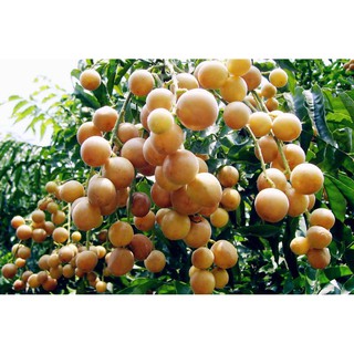 Cây giống quất hồng bì (cây khỏe cao 40cm)