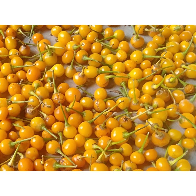 [TẶNG TRÁI] 5 Trái Ớt Mắc Nhất Thế Giới Aji Charapita 570tr/kg Loại Ớt Ngon Và Đắt Nhất Thế Giới