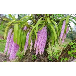 Hoa lan giáng hương đuôi chồn