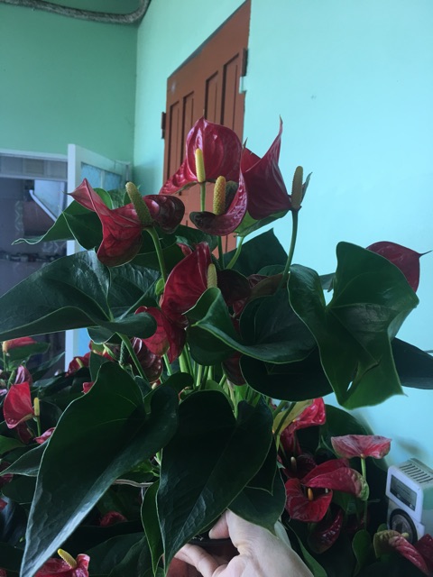 Hồng môn siêu to nhà xu ngố