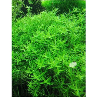 cây Vảy ốc xanh