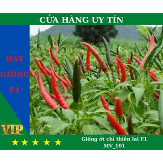 HOTHạt Giống ớt chỉ thiên lai F1 MV_101 Năng Suất, Dinh Dưỡng Cao - MUA 4 TẶNG 1