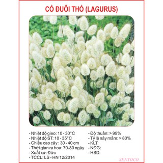 Hạt giống Cỏ đuôi thỏ Lucky Seeds