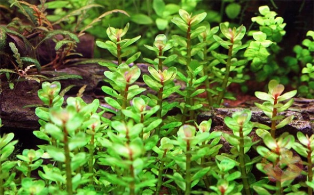 vẩy ốc đỏ thuỷ sinh - rotala đỏ thuỷ sinh - 5 nhánh