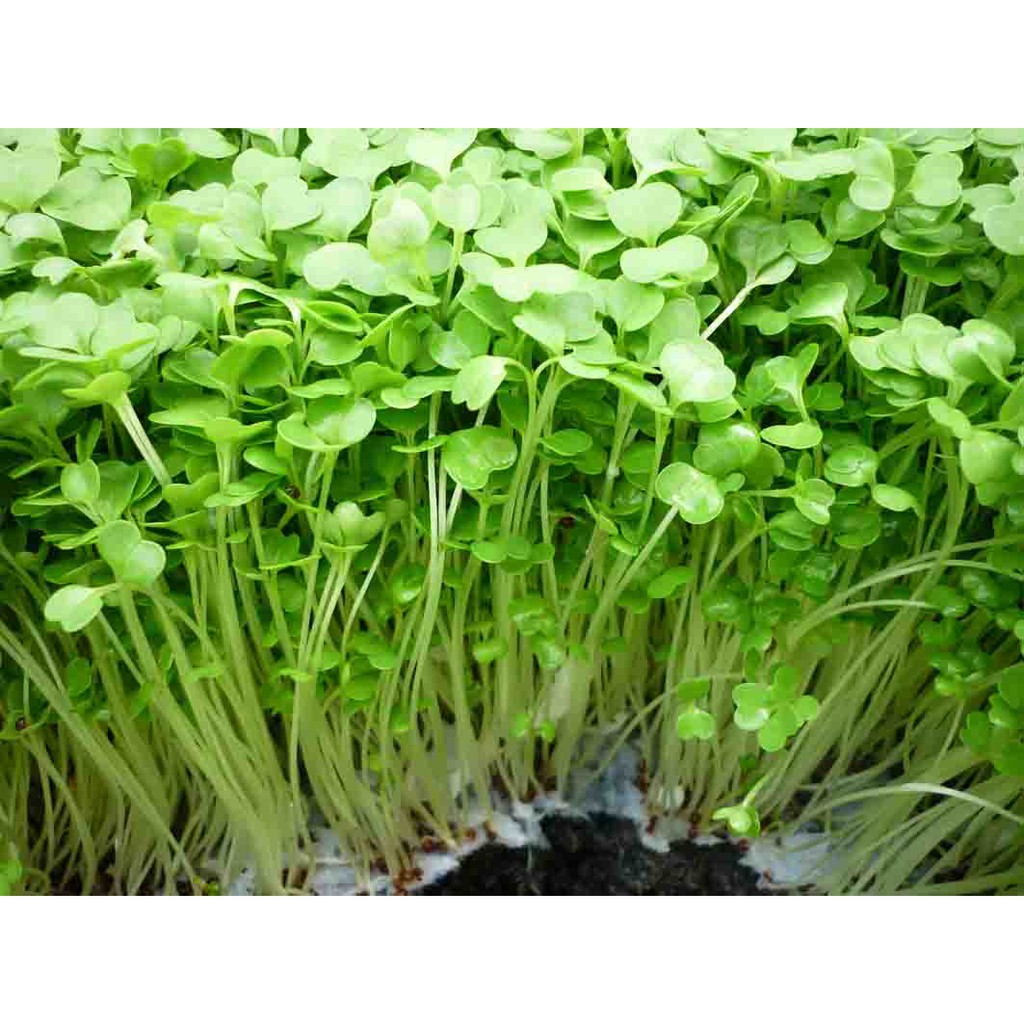 Hạt giống cải ngọt mầm