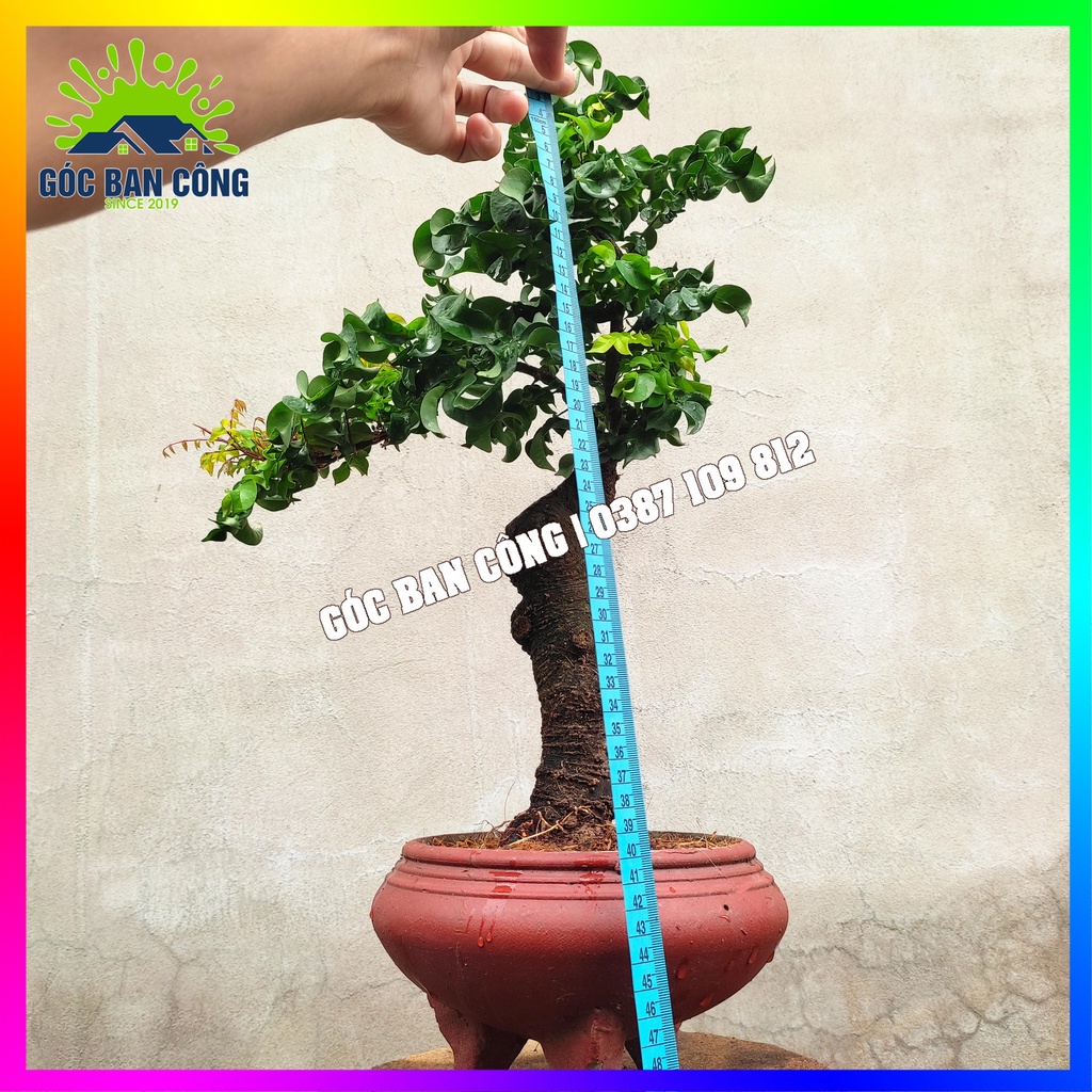 Cây Khế Bonsai Mini - KT02