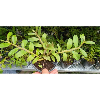 PHI ĐIỆP HỒNG MỸ NHÂN (.CÂY CHAI TỰ THỤ )
