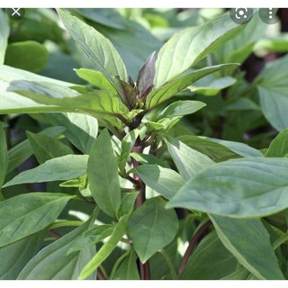 Hạt Giống Húng Quế - Gói 10 gram (Năng suất cao, dễ trồng)