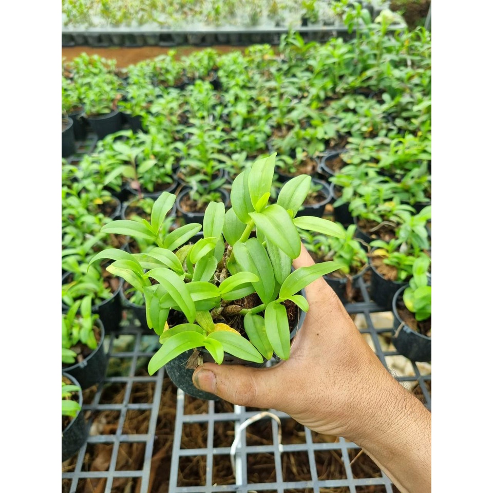 [Giá hủy diệt] [Rẻ vô địch] năm cánh trắng bạch tuyết gieo hạt