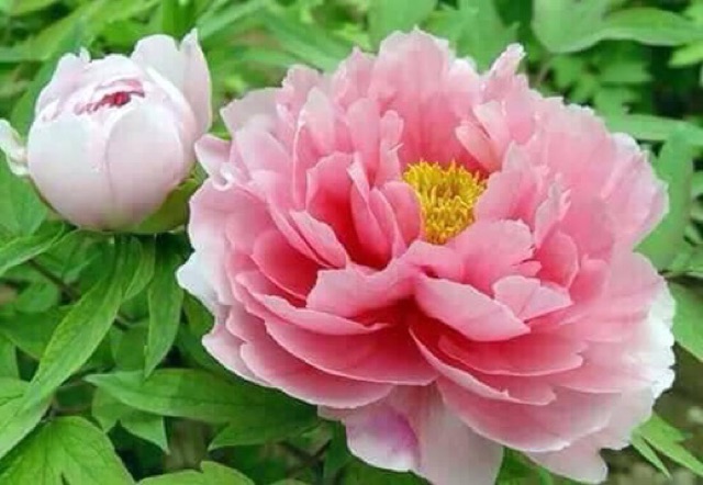 Củ hoa mẫu đơn cánh kép bông to hoa đẹp