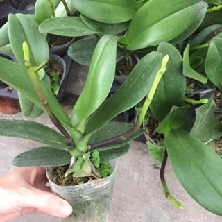 Lan hồ điệp( miễn ship) (sẵn ngồng- cốc 2.8)