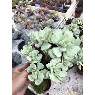 Sen đá Bèo Var 18cm