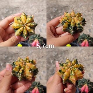 Xương rồng guym len