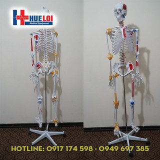 Mô hình giải phẫu xương người 170cm có nguyên ủy bám tận