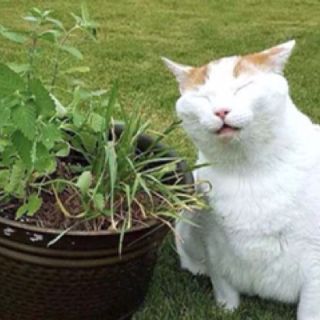 Cây Bạc Hà Mèo - Catnip