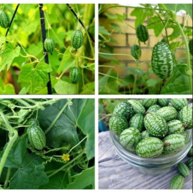 Hạt giống dưa hấu mini tí hon sai quả dễ trồng hiệu VIỆT Á Seed