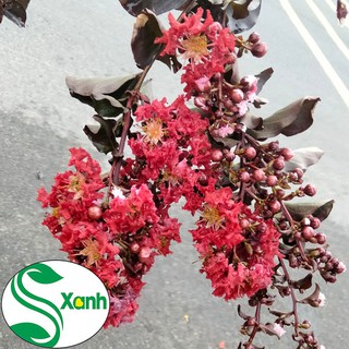 Cây hoa Tường Vi