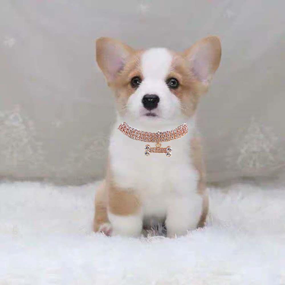 Vòng Cổ TùY ChỉNh Dễ Thương Cho Thú Cưng