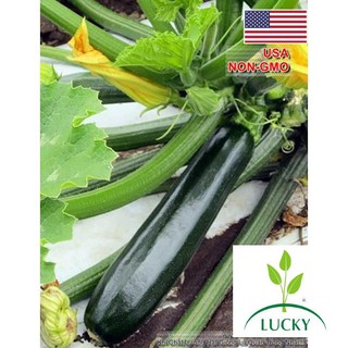 2g Hạt Giống Bí Ngòi Xanh - Dark (Cucurbirta pepo)  THANHHUONG
