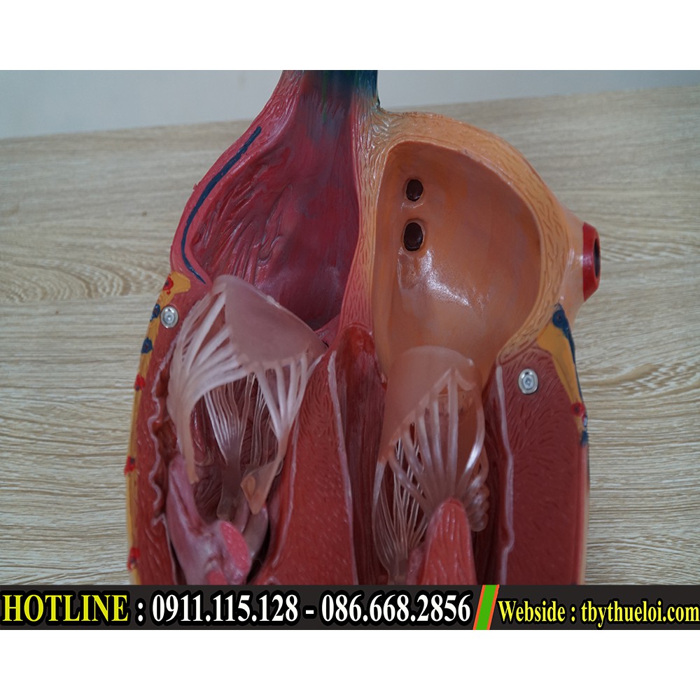 Mô hình giải phẫu tim phóng đại 5 lần - Mô hình cấu tạo tim