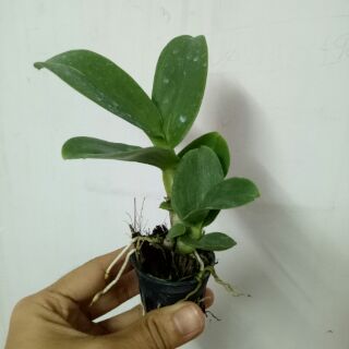 Denro nắng Lưỡi Bò Vàng giống