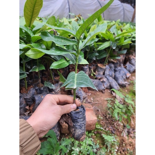 CÂY GIỐNG HOA HẢI ĐƯỜNG TRẮNG