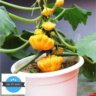 Hạt Giống Bí Đĩa Bay - 10 Hạt