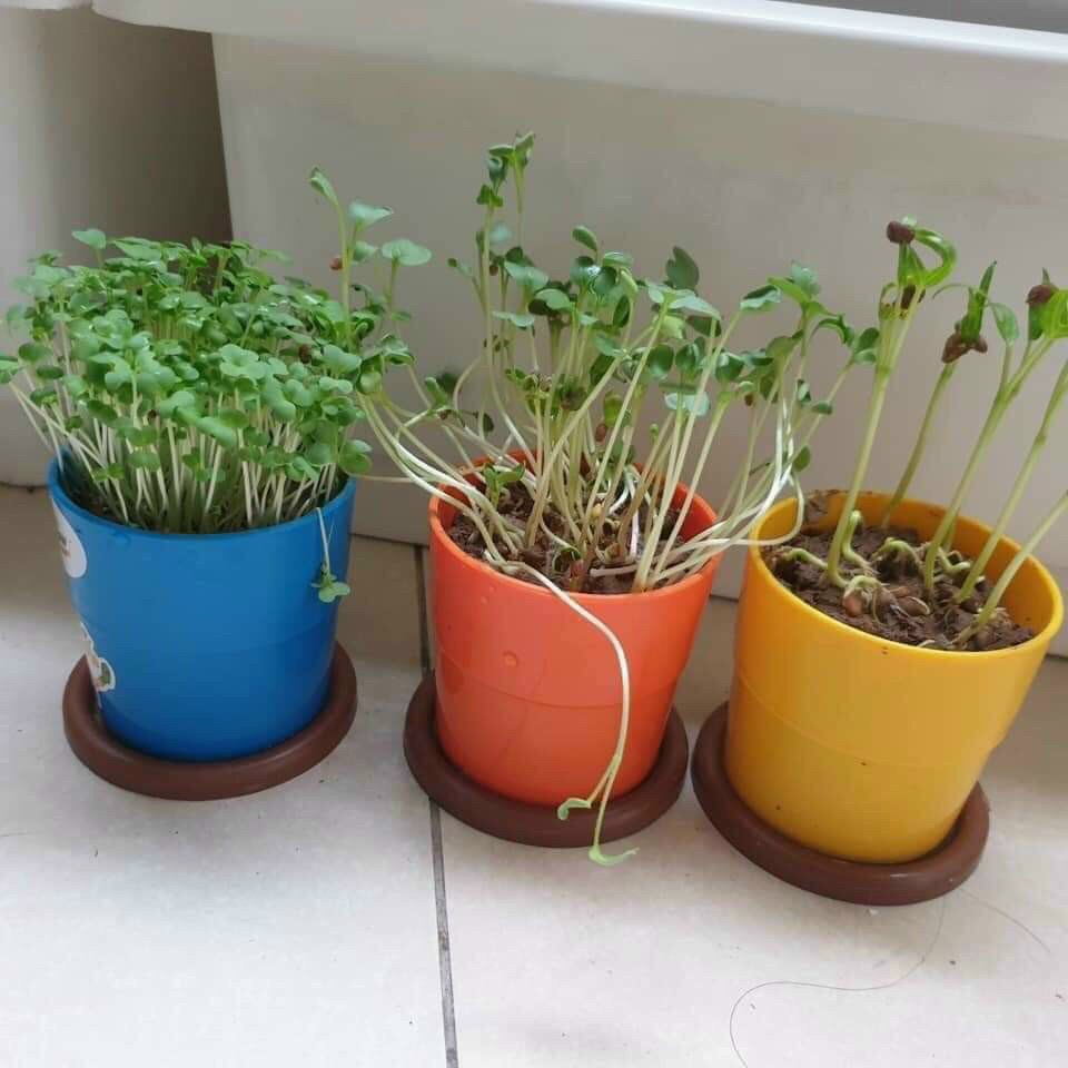 Bộ trồng cây vui nhộn - Quà tặng từ grow