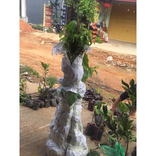 HOA LEO SỬ QUÂN TỬ-hàng gửi đi nguyên chậu TẶNG KÈM PHÂN SIÊU LÂN giúp cây sinh trưởng phát triển tốt