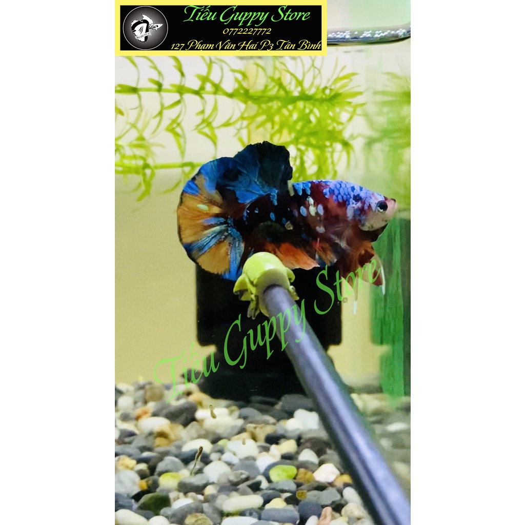Cây Kè Cá Betta Nhiều Màu Sắc (Mẫu chọn ngẫu nhiên)