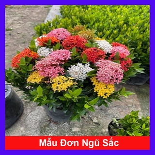 Mẫu đơn ngũ sắc - cây cảnh để bàn - caykiengsadec