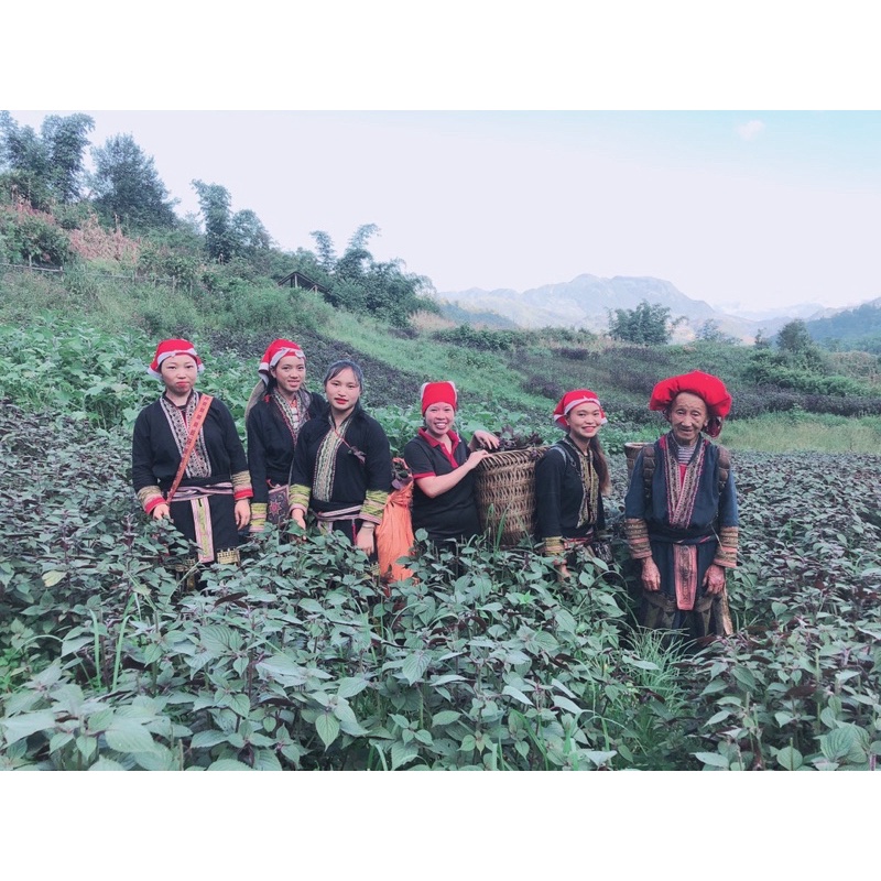 Cao Tía tô 100 gr và các sản phẩm tía tô( 100% nguyên chất)