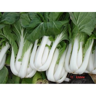 [Big Sale] Hạt giống cải pokoy trắng