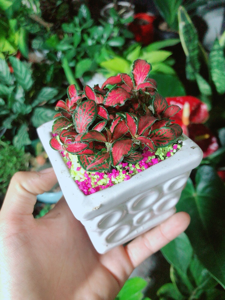 Chậu Cây Cẩm Nhung  Màu Đỏ